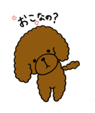 The pretty toy poodle "MOMO" sticker #2806986