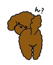 The pretty toy poodle "MOMO" sticker #2806988