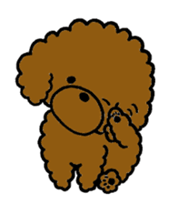 The pretty toy poodle "MOMO" sticker #2806990