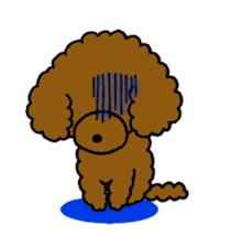 The pretty toy poodle "MOMO" sticker #2806991