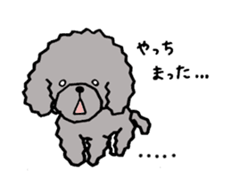 The pretty toy poodle "MOMO" sticker #2806992