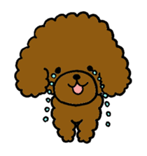 The pretty toy poodle "MOMO" sticker #2806993