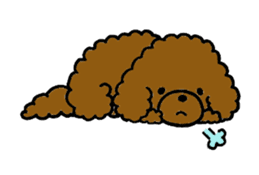 The pretty toy poodle "MOMO" sticker #2806995