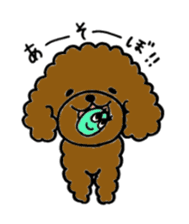 The pretty toy poodle "MOMO" sticker #2806998