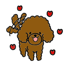 The pretty toy poodle "MOMO" sticker #2807001