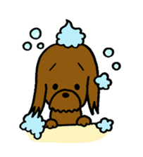 The pretty toy poodle "MOMO" sticker #2807005