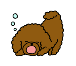 The pretty toy poodle "MOMO" sticker #2807007