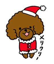 The pretty toy poodle "MOMO" sticker #2807010