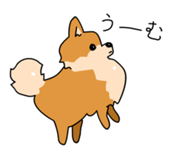 Pomeranian Gon03 sticker #2808825