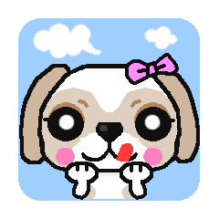 Daily life of the Shih Tzu 1nd