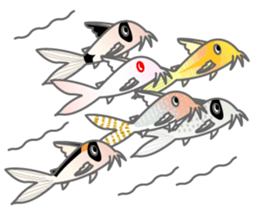 everyday Panda, the Corydoras sticker #2845377