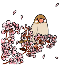 Cute Java sparrow stamp sticker #2862295