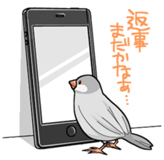 Cute Java sparrow stamp sticker #2862320