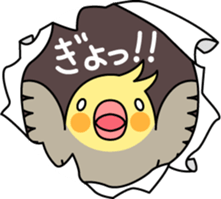 Talkative cockatiel,budgies,Java sparrow sticker #2883823
