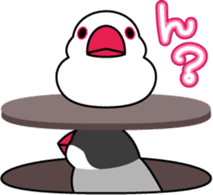 Talkative cockatiel,budgies,Java sparrow sticker #2883829