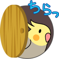 Talkative cockatiel,budgies,Java sparrow sticker #2883831