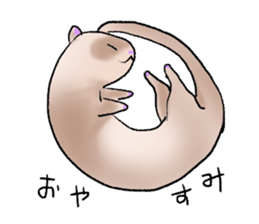 love ferret sticker #2888540