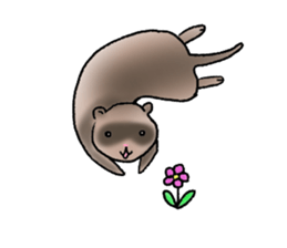 love ferret sticker #2888544