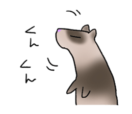 love ferret sticker #2888552