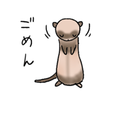 love ferret sticker #2888555