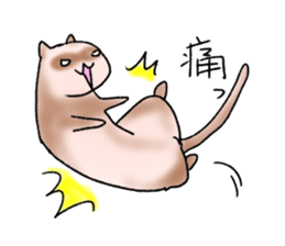 love ferret sticker #2888569