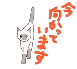 of cat lover,by cat lover,for cat lover sticker #2895321