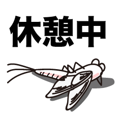 Every day of the Mayfly 2.