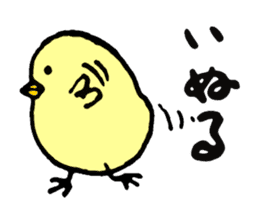 KASSHI of a chick (Oita accent) sticker #2907790