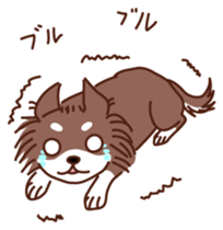 HELLO Chihuahua sticker #2915316