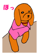 Sweet toy poodle Joshua sticker #2926755