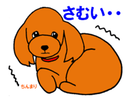 Sweet toy poodle Joshua sticker #2926760