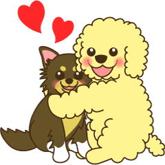 Poodle & Chihuahua