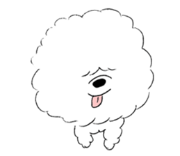 Bichon Frise pero sticker #2937524