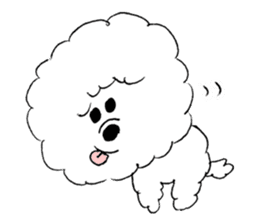 Bichon Frise pero sticker #2937527