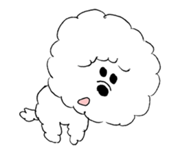 Bichon Frise pero sticker #2937528