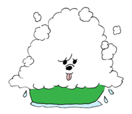 Bichon Frise pero sticker #2937547