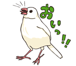 Daily life of java sparrows !! sticker #2945953