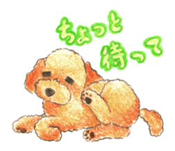 The pretty toy poodle sticker #2947667