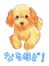 The pretty toy poodle sticker #2947685