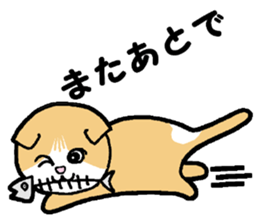 A stray cat & a Scottish Fold kitten sticker #2956145