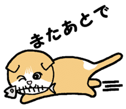 A stray cat & a Scottish Fold kitten sticker #2956145