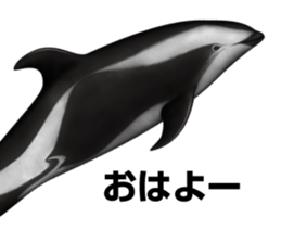 REALISTIC DOLPHINS sticker #2957787