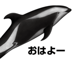REALISTIC DOLPHINS sticker #2957787