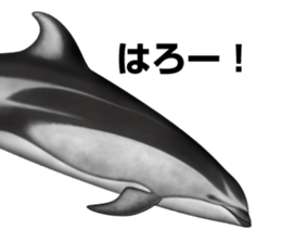 REALISTIC DOLPHINS sticker #2957788
