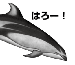 REALISTIC DOLPHINS sticker #2957788
