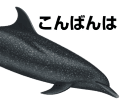 REALISTIC DOLPHINS sticker #2957789