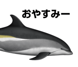 REALISTIC DOLPHINS sticker #2957790
