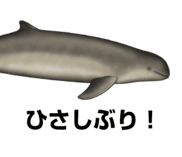 REALISTIC DOLPHINS sticker #2957791