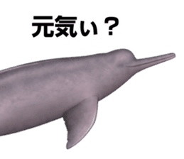 REALISTIC DOLPHINS sticker #2957792