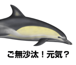 REALISTIC DOLPHINS sticker #2957793